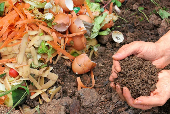 Organic waste as compost