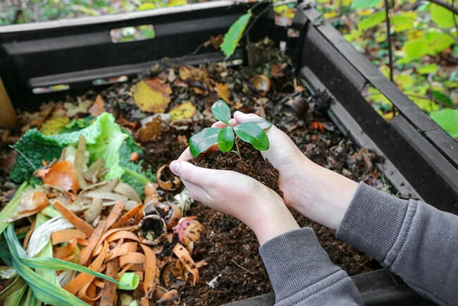 Hands holding seedling