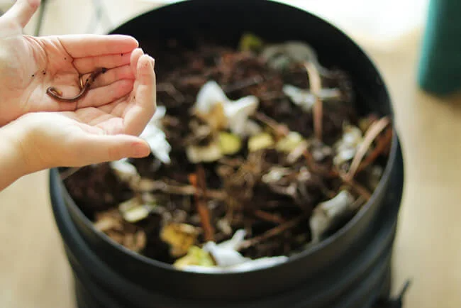 Hands holding earthworm over black compost bin