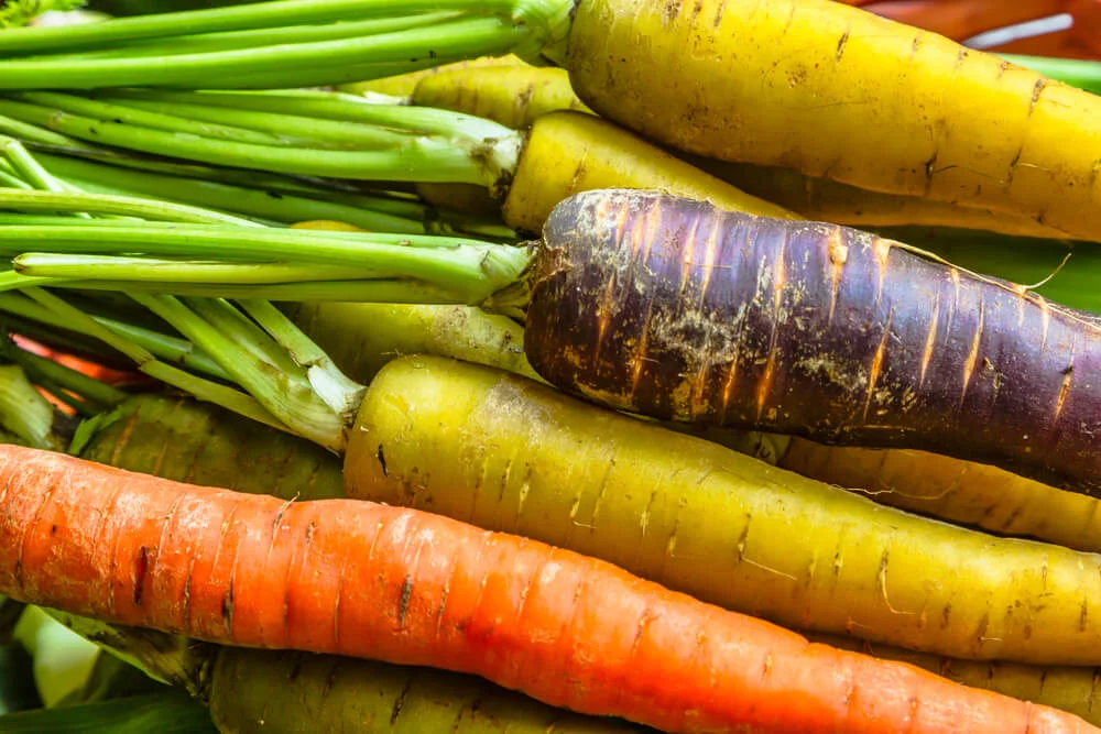 Heirloom carrot varieties of purple, yellow, and orange
