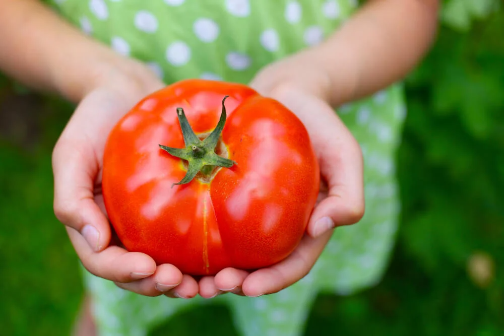 Hands holding large heirloom tomato