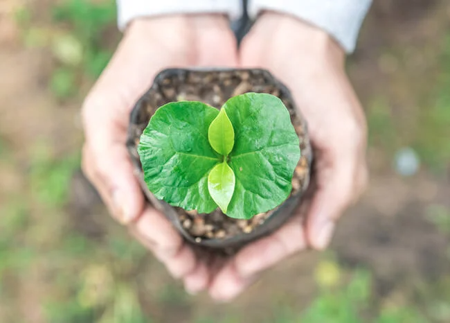 Sustainability