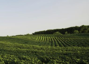 Green land